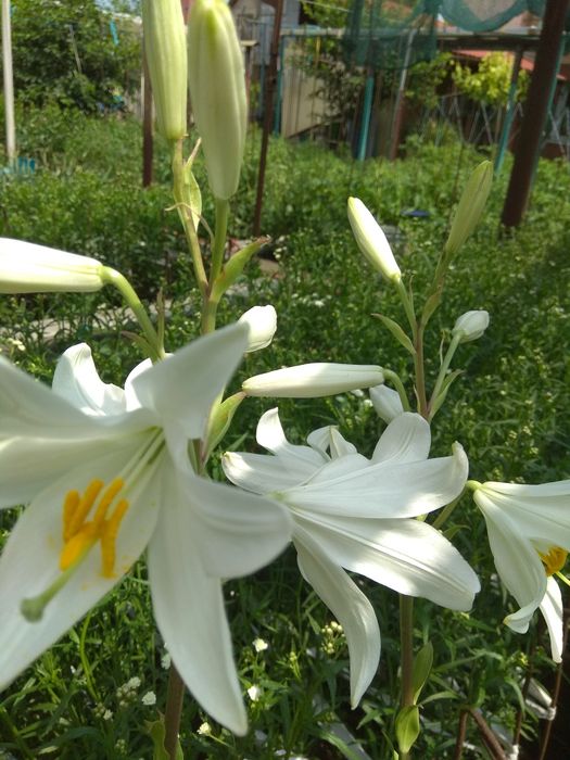 Луковицы лилии белой