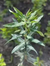 Від кротів рослина Euphorbia