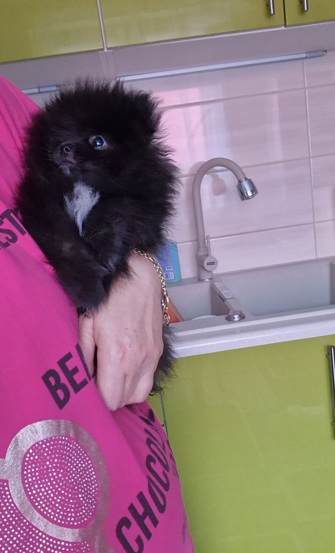 Szpic miniaturowy/Pomeranian samczyk