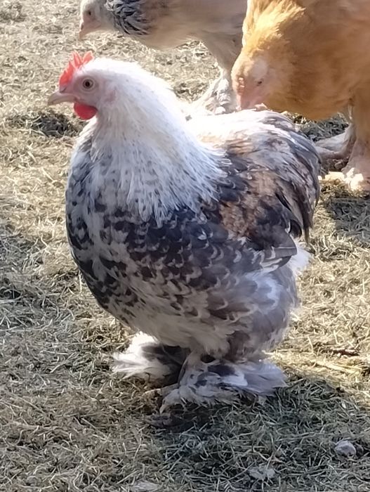 Kohin miniaturka