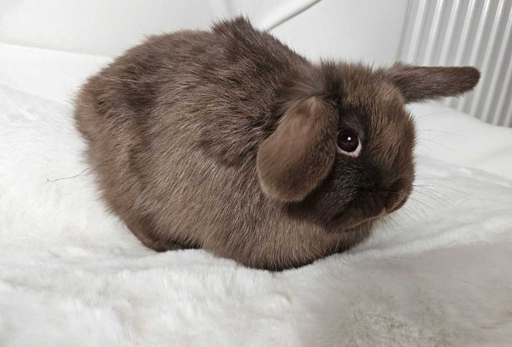 Króliki Mini Lop 4 dorosłych królików klatki słupki dokumenty