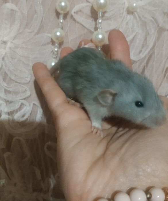 Очень красивые голубого окраса крысята Дамбо Рекс в Харькове крыса