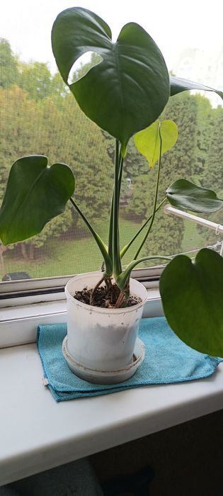 Продам монстеру різні