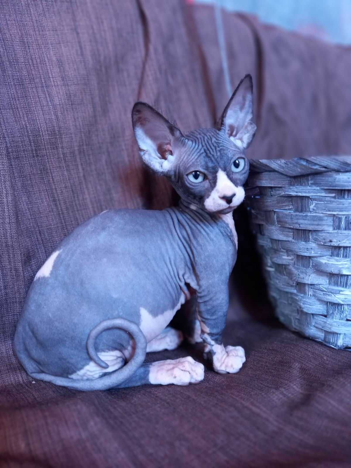 Бамбіно дівчинка Анфиса кішка карлик найменша порода у світі.