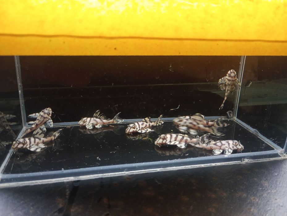 Hypancistrus l 236 super white zbrojnik 4+