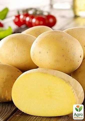 Картопля Жовта домашня дуже смачна
