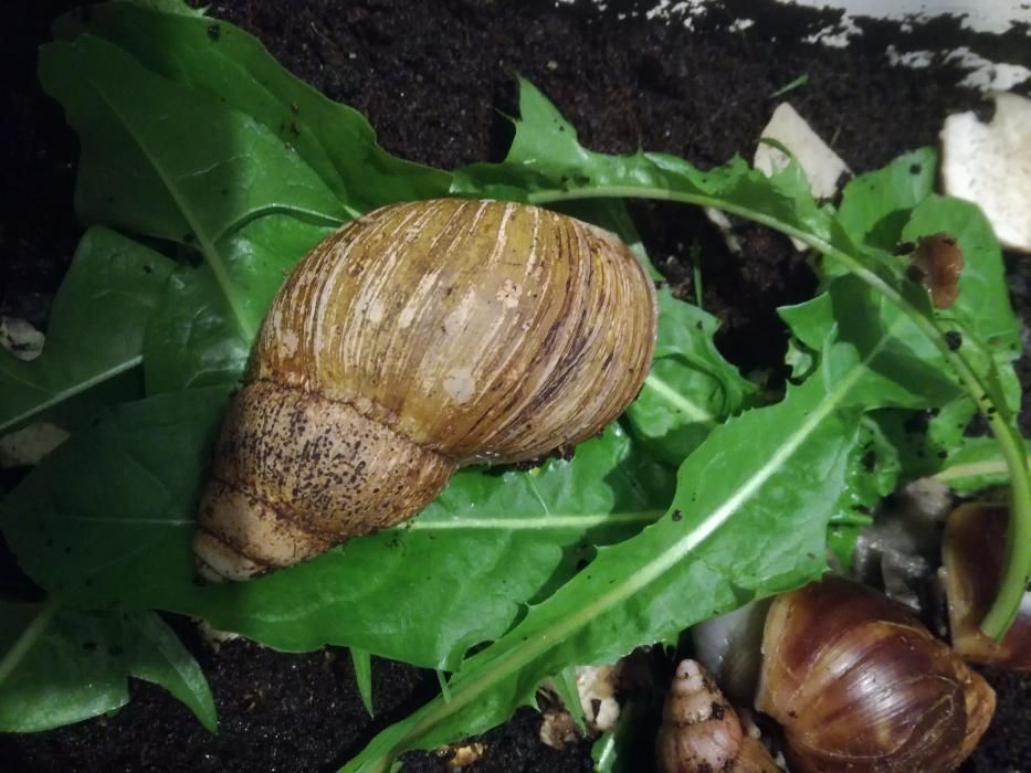 Achatina/ Lissachatina fulica