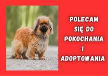 SZIKO - marzy o nowym domu i rodzinie :)