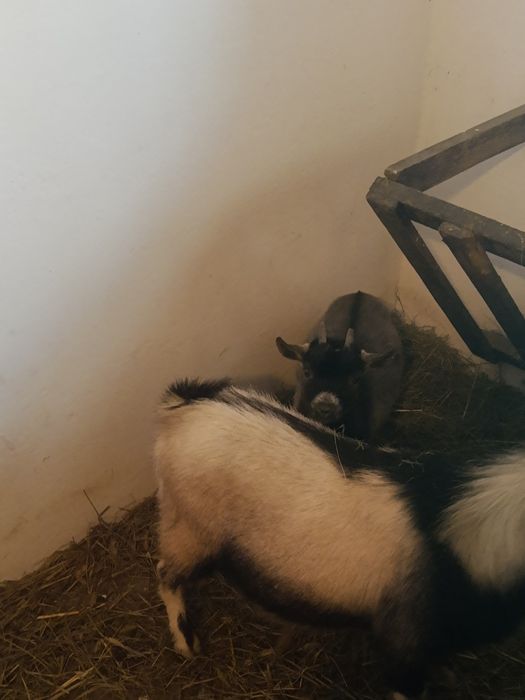 Koziołek miniaturka