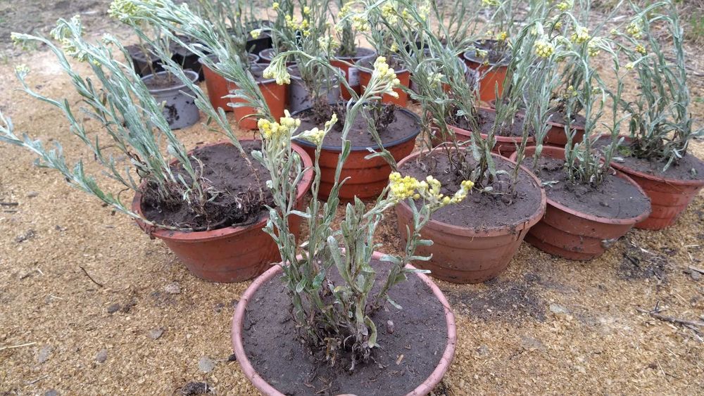 kocanka piaskowa sadzonka, wywary, napary, kremy, 3 duze sadzonki