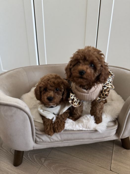 Sliczna sunia pudel toy