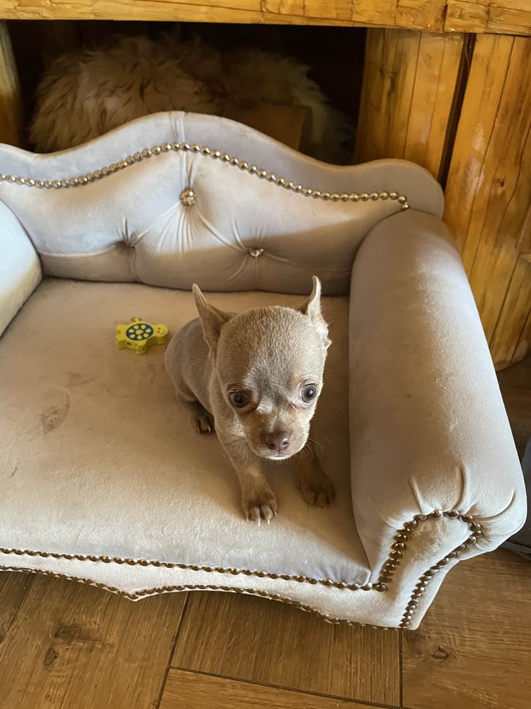 Chihuahua pies liliowy
