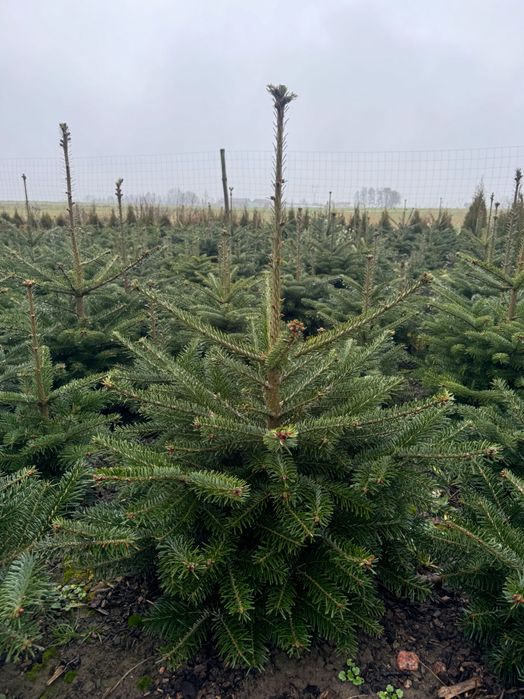 CHOINKI jodły kaukaskie 50zl