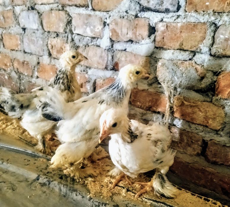 Kury kurczaki koguty Brahma kochin olbrzymi,silka, czubatka