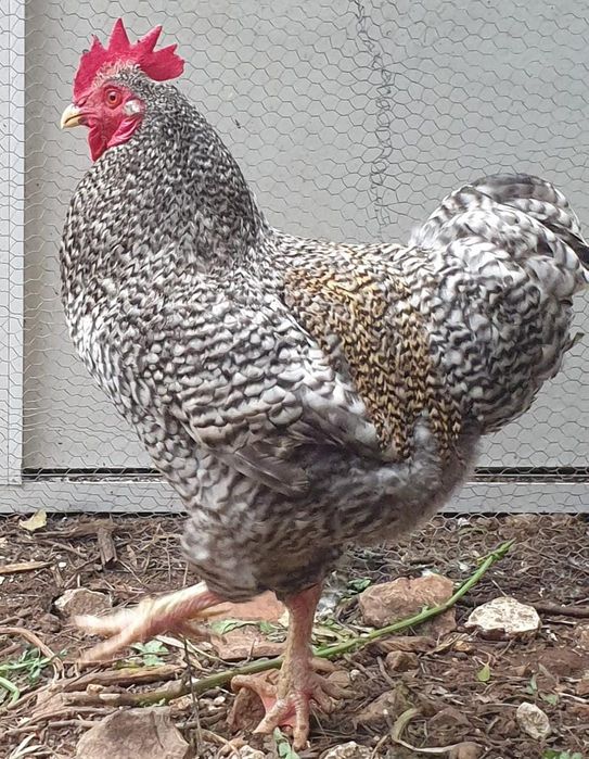 Galos 6 "Chines" Garnize 2 grandes Troco por galinhas frangas ou vendo