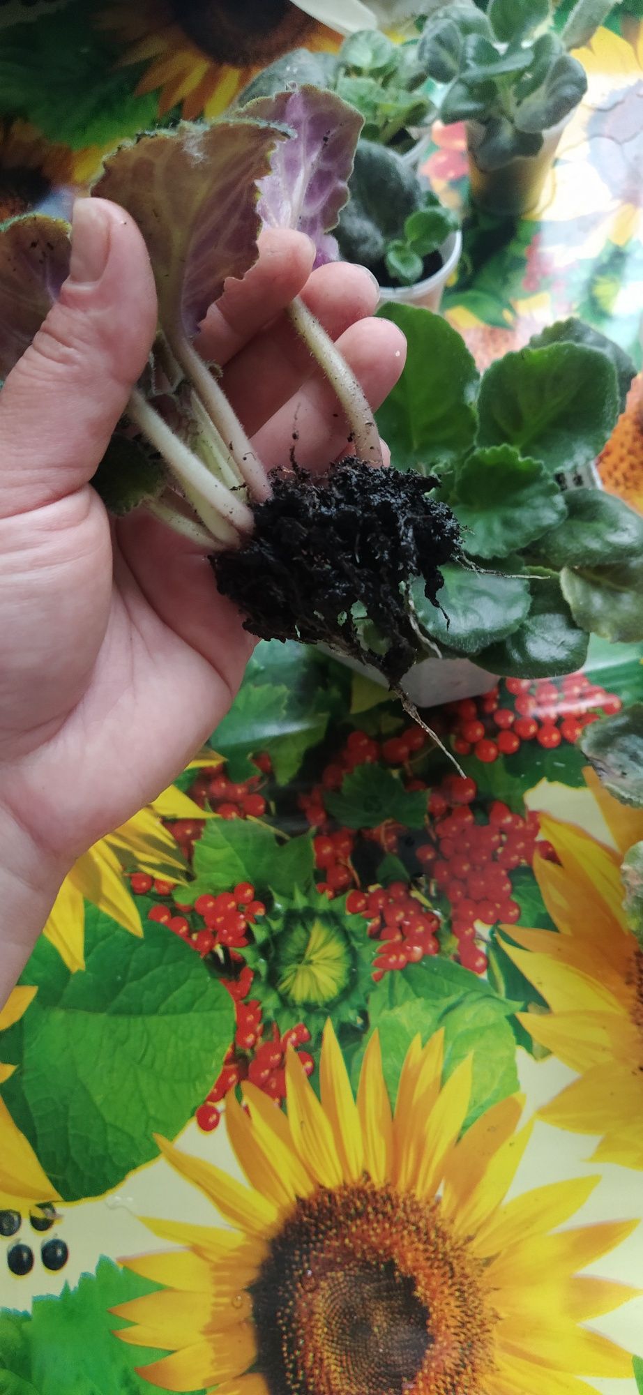 Продам фіалки листочки, щепки, стартери.
