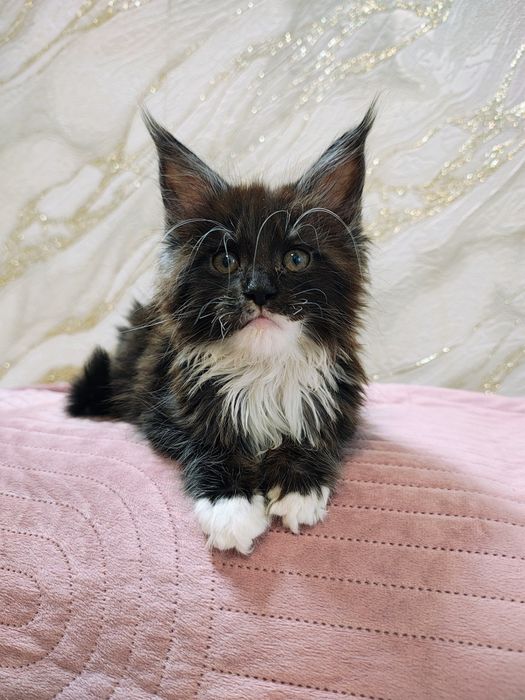 Kocurek Maine Coon gotowy do odbioru