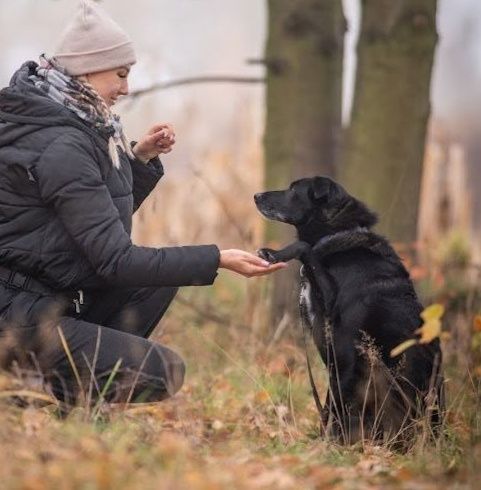 Sezam cudowny piesek lgnący do człowieka