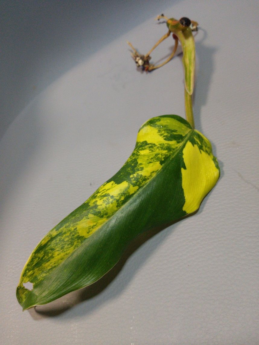 Philodendron Domesicum Variegata
