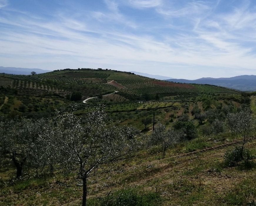 AZEITE VIRGEM EXTRA, Biológico de Trás-os-Montes