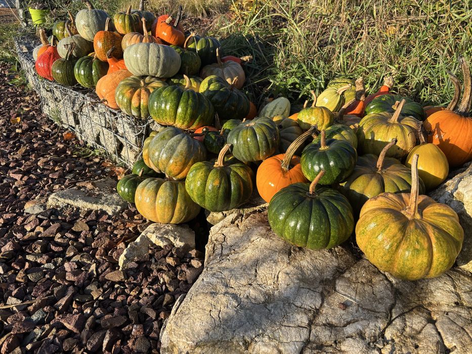 Dynia Muscat jadalna de provence muszkatołowa bio ekologiczna