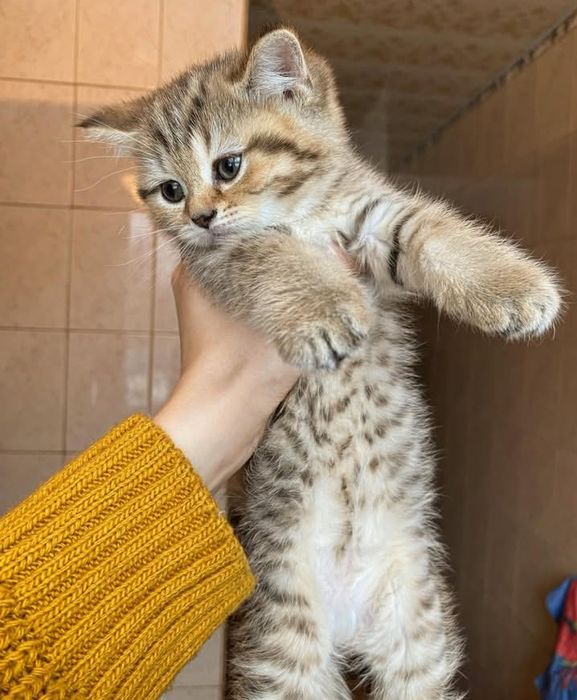 Шикарная тигрица ждёт вас