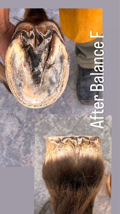 Casqueamento cavalos Barefoot