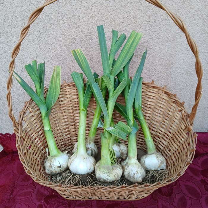 Czosnek słoniowy z własnej Eko uprawy, RHD