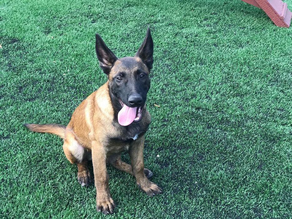 Бельгійська вівчарка