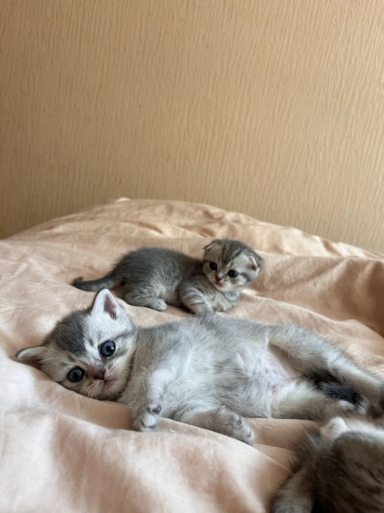 Кошенята шотландські висловухі та прямовухі, скотіш фолл, страйт