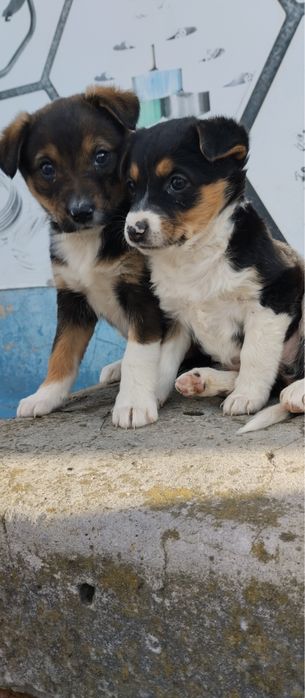 Цуценята шукають дім