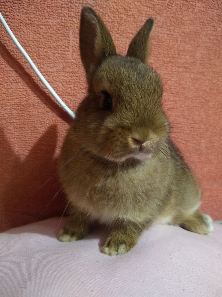 Кролик карликовый Мини