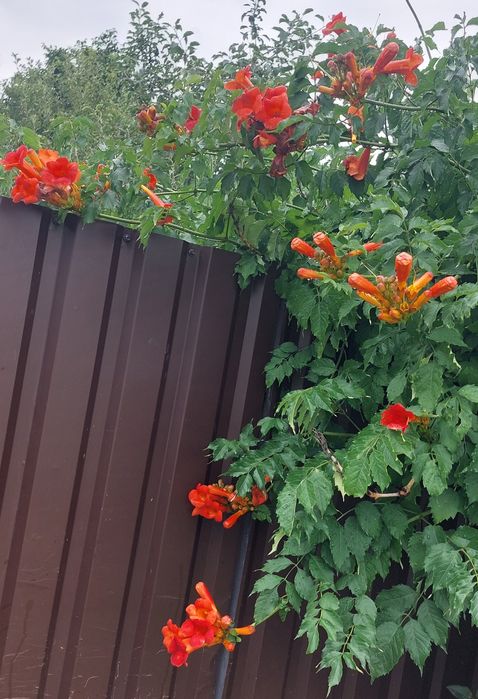 Кампсис вкорінюваний (текома)