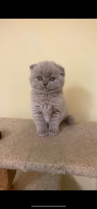 Дівчинка лілова фолд