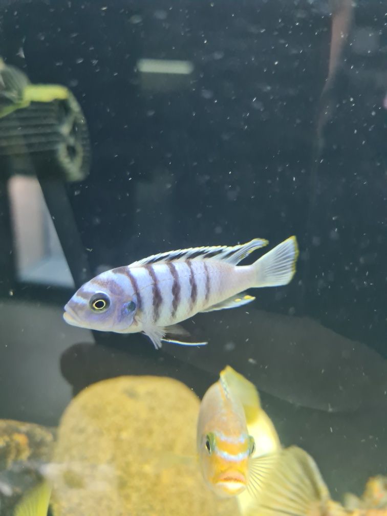 Cynotilapia Hara Gallireya