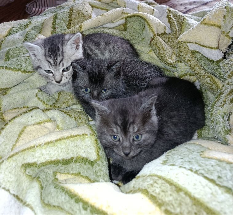 Отдам красивых котят