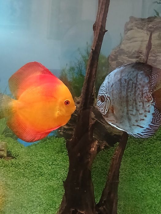 Дискусы нерестовая пара