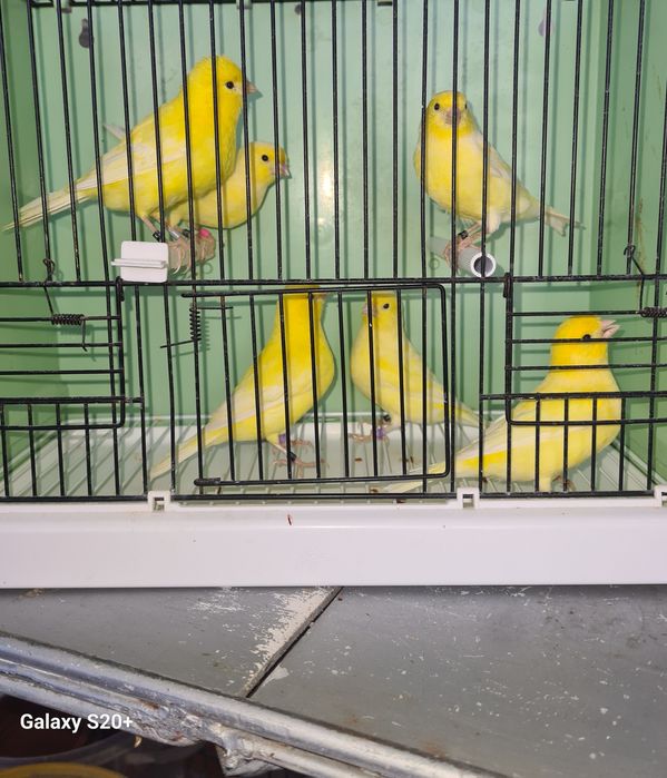 Canários Lipo Amarelos