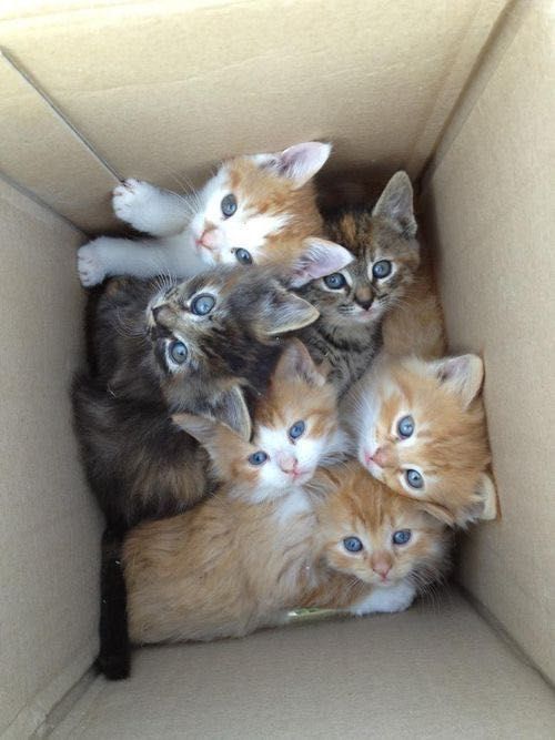 Gatinhos fofinhos