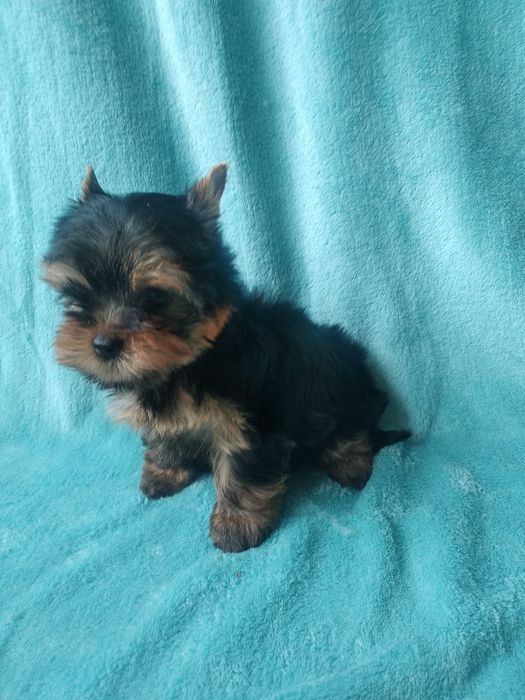 Продаются щенки йоркширского терьера