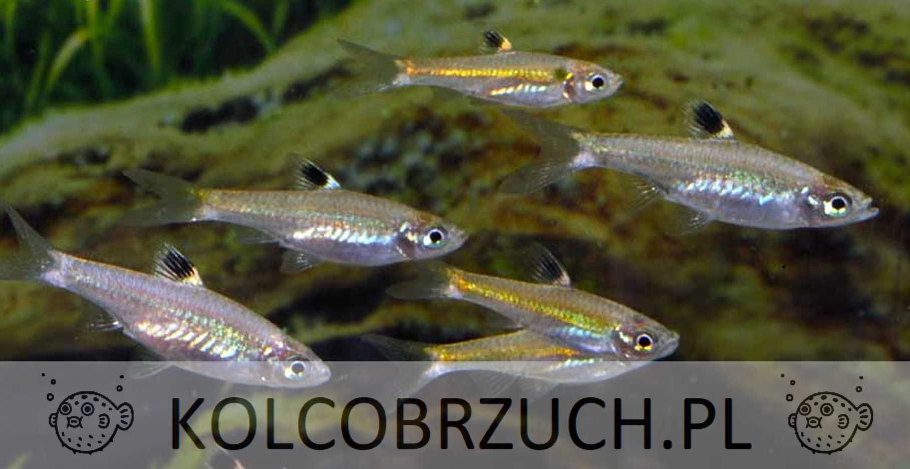 Razbora zielonooka - Rasbora dorsiocellata - dowóz, wysyłka