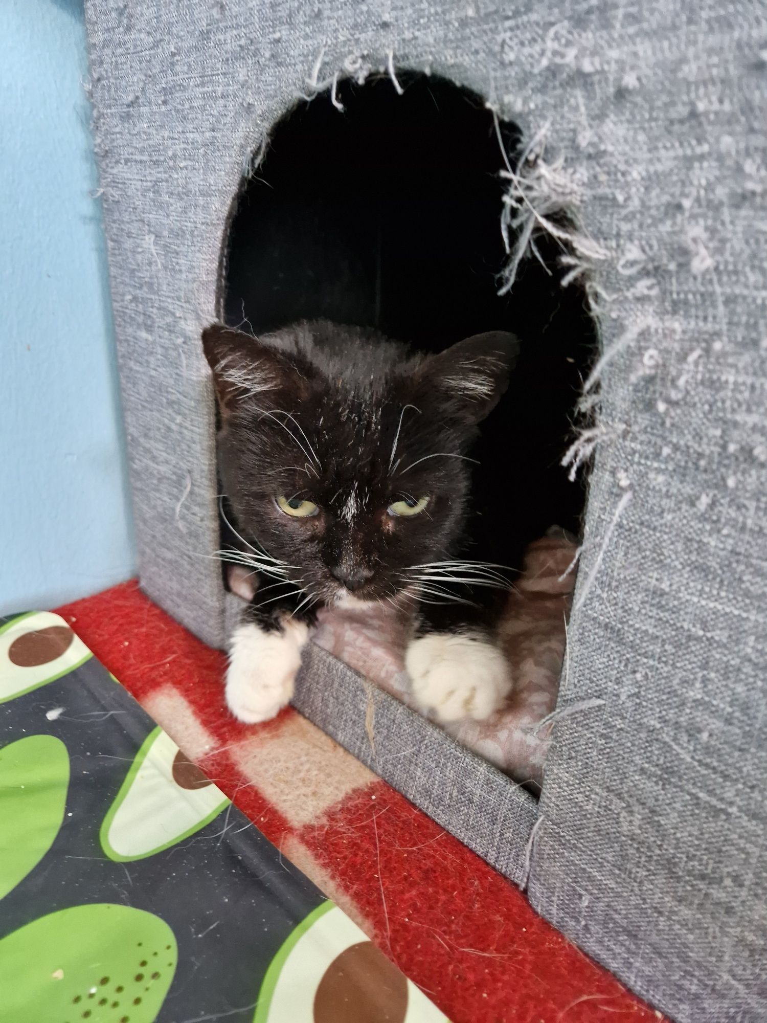 Pola miziak, pomimo nieudanej adopcji.