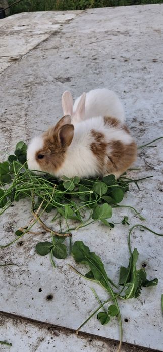 Sprzedam kruliki miniaturki