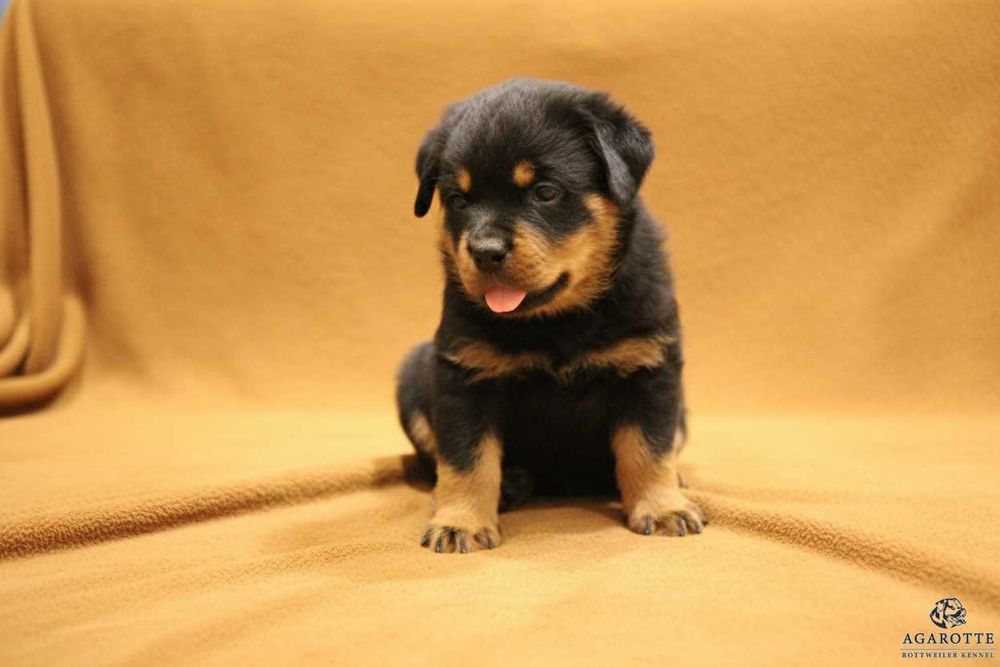 Szczeniak, piesek Rottweiler po Championie Polski / Rodowód ZKwP, FCI