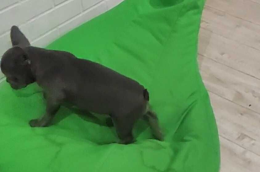 Девочка щенок французского бульдога голубого окраса без тигры