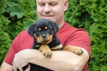 Rottweiler, rottweilery, szczeniak suka ZKwP Poznań