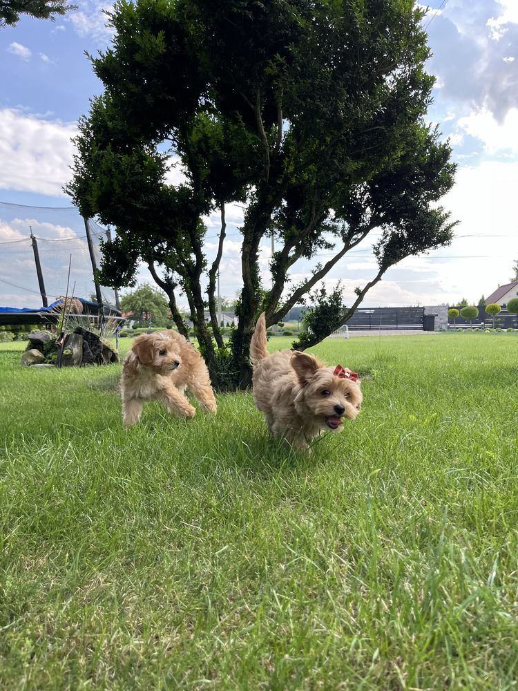 Cudowna suczka maltipoo do odbioru