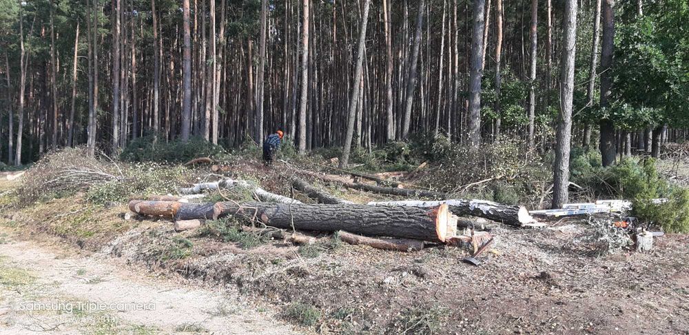 przycinanie drzew wycinka frezowanie pni