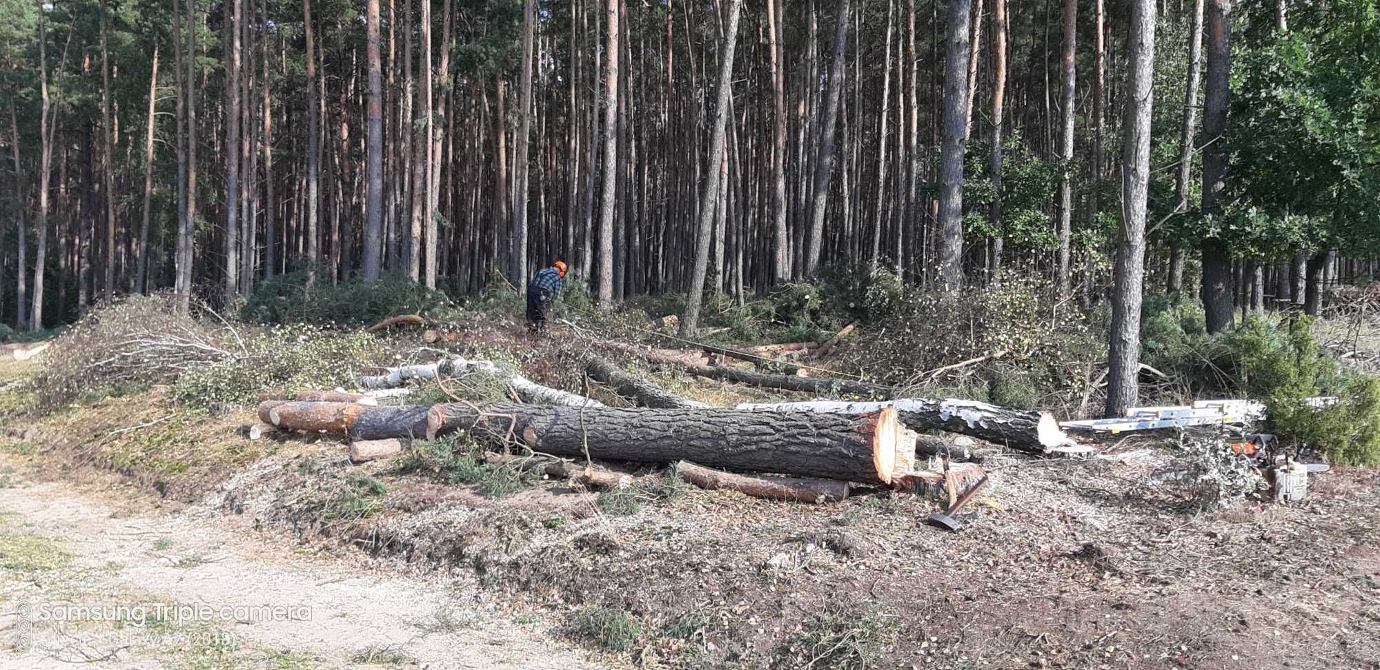 przycinanie drzew wycinka ciecie opalu