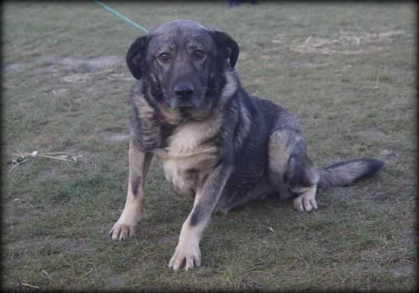 Misiek - kochany, duży psiak do adopcji :)